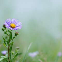 Obraz premium A purple aster flower.