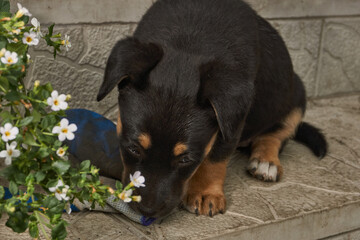 A cute puppy is walking in the yard of the house and frolicking on the lawn. The puppy is six weeks old.