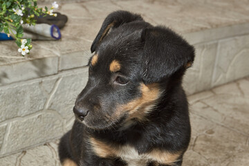 A cute puppy is walking in the yard of the house and frolicking on the lawn. The puppy is six weeks old.
