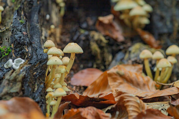 A group of mushrooms growing on a log