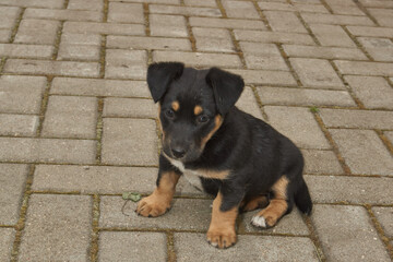 A cute puppy is walking in the yard of the house and frolicking on the lawn. The puppy is six weeks old.