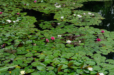 Beautiful white and pink water lilies blooming among green lily pads on the calm surface of a pond...