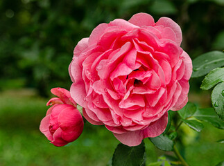 Close-up of blooming pink rose with water drops in summer garden on a green blurred background