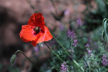 fiore di papavero in primavera