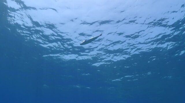 Lagocephalus sceleratus puffer fish  swimming around looking for food mediterranean sea