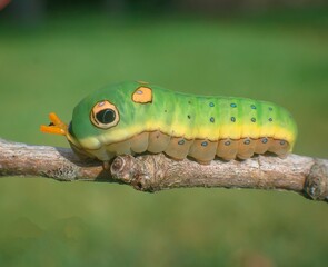 caterpillar on leaf