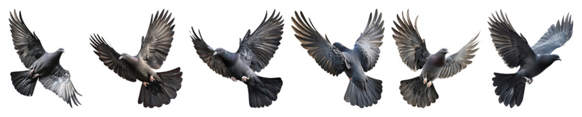 Fototapeta premium PNG Flying birds in motion, element set on transparent background