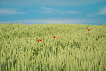 Wheat sways gently in the breeze, dotted with bright red poppies against a backdrop of a clear blue sky