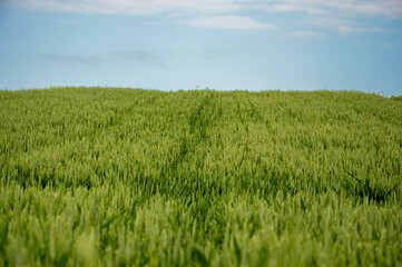 Fototapeta premium Vibrant green wheat grows abundantly under a bright blue sky, with a clear path winding through the fields on a sunny afternoon