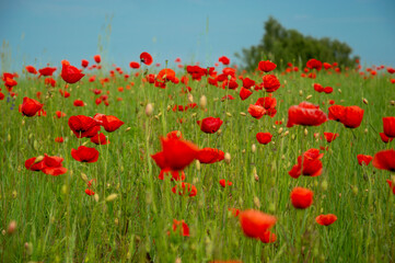 Vibrant red poppies fill a lush green field under a clear blue sky, creating a picturesque spring landscape with gentle movement