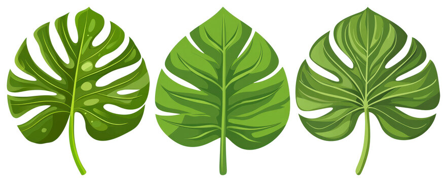 PNG Tropical leaves vibrant illustration, element set on transparent background