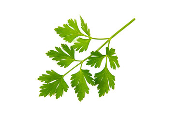 Fresh parsley leaves on white background