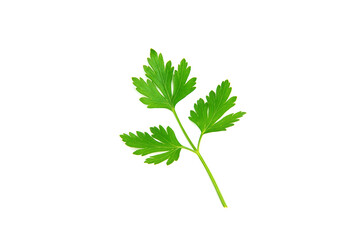 Fresh parsley leaves on white background