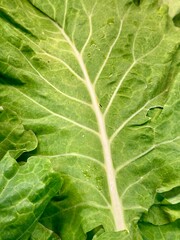 fresh green cabbage