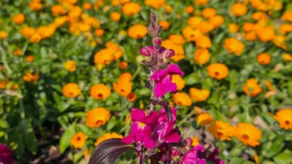 Sweden. Antirrhinum majus, the common snapdragon, is a species of flowering plant belonging to the...