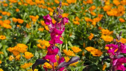 Sweden. Antirrhinum majus, the common snapdragon, is a species of flowering plant belonging to the...
