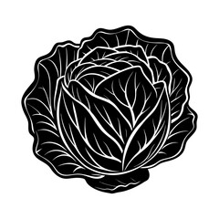 Cabbage vector illustration: organic vegetable, healthy food ingredient, fresh produce, leafy greens, diet plan