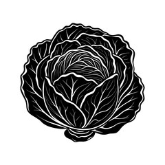Detailed monochrome cabbage vector illustration for healthy eating and vegetarian lifestyle design