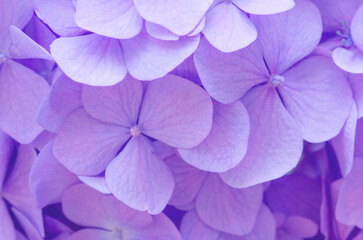 Pink Hydrangea background. Hortensia flowers surface.