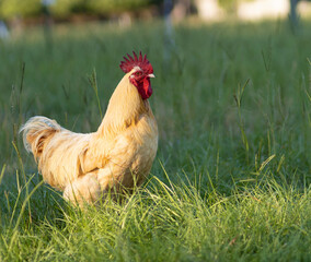 Chicken rooster on a grassy pasture