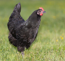 Black chicken hen walking the green pasture it roams on freely
