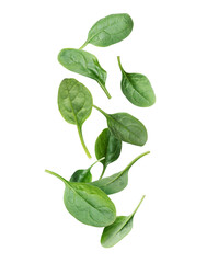 Fresh spinach leaves in the air on a white background