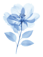 Elegant translucent blue flower botanical illustration