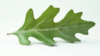 Fototapeta premium Close-up of a single green oak leaf