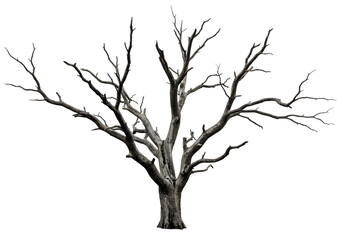 Obraz premium Leafless Tree with Twisted Branches Against a Transparent Background