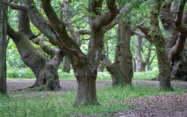 Ancient oak forest landscape natural trees detailed trunks lush greenery woodland nature background rustic eco friendly environment