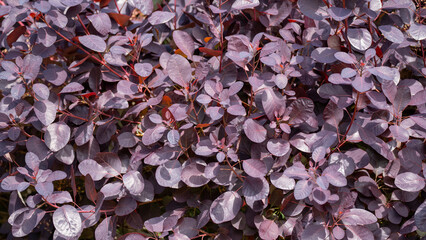 Purple Leaf Texture Background Ornamental Garden Shrub Unique Decorative Plant Colorful Nature Summer Foliage Vibrant Beauty Botanical Detail Outdoor Pattern