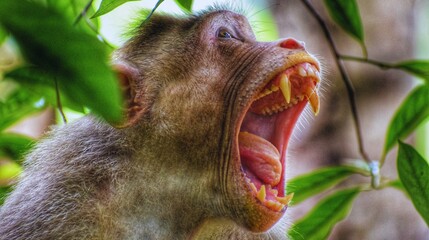 Mother macaque and cute baby in the green forest of Thailand looking at the wild nature