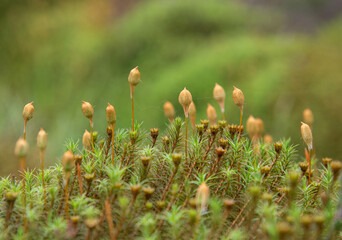 spring in the forest