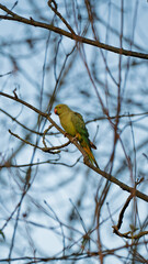Parakeet Bird Sitting Alone On Leafless Tree Branch In Winter Season With Clear Sky Background