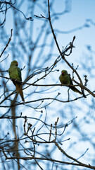 Parakeet Birds Sitting On Tree Branches During Winter Season With Bare Wood Background
