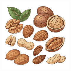 Nuts Vector