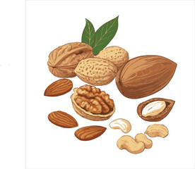 Nuts Vector