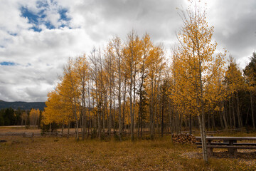 Golden Aspens under a partly cloudy blue sky compliments  table and rest spot