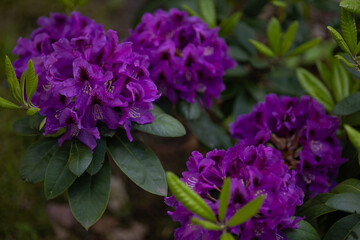 Obraz premium Close-up view of blooming vivid purple rhododendron flowers with lush green leaves in natural garden environment on a sunny spring day. Botanical beauty and vibrant floral detail in outdoor nature