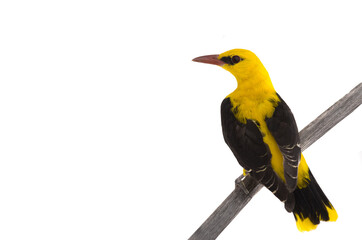 Eurasian Golden Oriole (Oriolus oriolus) isolated on a white background