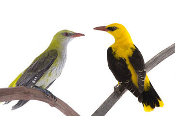 Eurasian Golden Oriole (Oriolus oriolus) young bird up to 3 years old looks green after it looks yellow