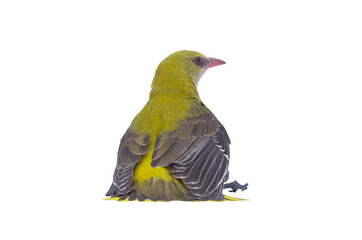  Young Eurasian Golden Oriole (Oriolus oriolus) isolated on a white background