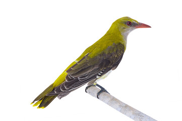  Young Eurasian Golden Oriole (Oriolus oriolus) isolated on a white background