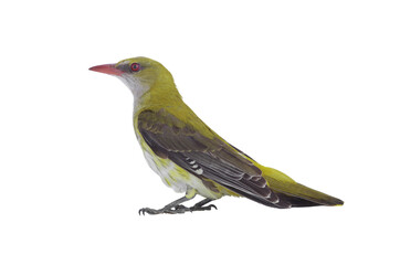  Young Eurasian Golden Oriole (Oriolus oriolus) isolated on a white background
