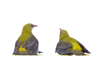  two Young Eurasian Golden Oriole (Oriolus oriolus) isolated on a white background