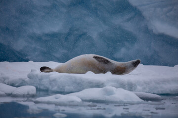 A lone crabeater seal relaxes on a snow bank in Antarctica
