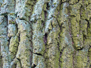 Tree bark texture