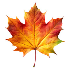Vibrant Autumn Maple Leaf Isolated on Transparent Background