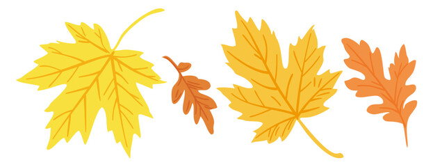 Bright maple and oak autumn leaves. Vector isolated illustration