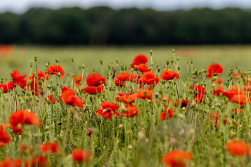 Pretty poppies at the edge of farmland in Sussex, with a shallow depth of field